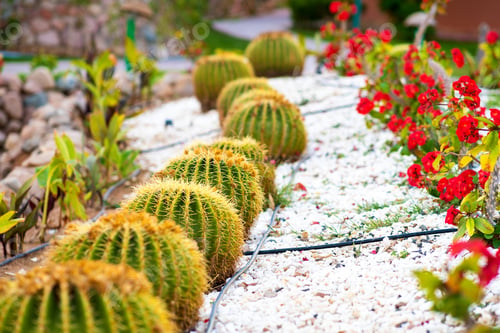Preview: Green round tropical cactus plants with sharp spines growing on a ground