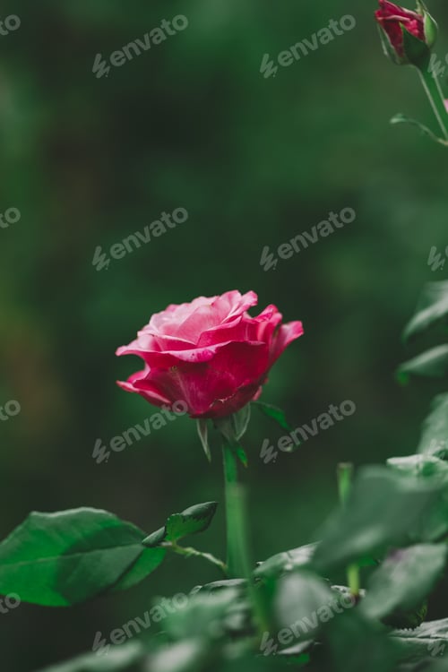 Preview: Growing rose bush with pink flowers and green leaves, summer day