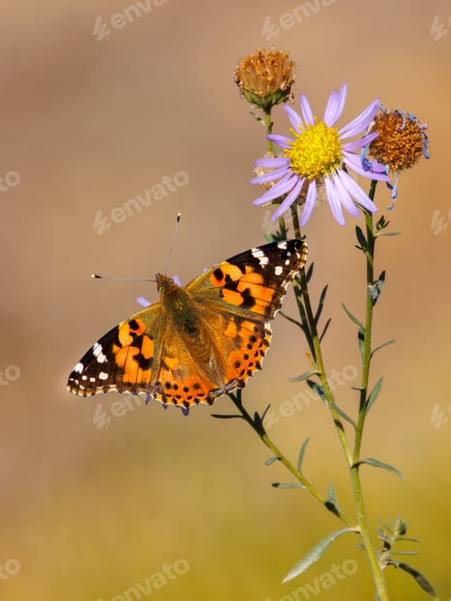 Preview: Painted lady butterfly with bright, rich wings of exquisite patterns gently settled on the flowers