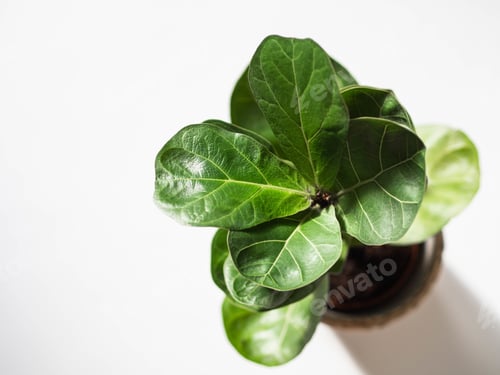 Preview: Green leafs ficus lyrata bombino on white background
