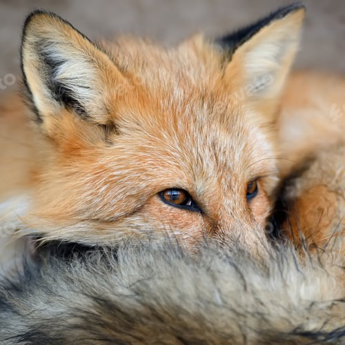 Preview: Red fox portrait