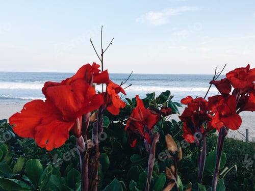 Preview: Gladiolus Flowers by the beach