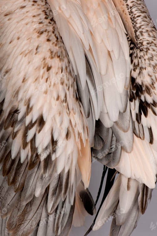 Preview: White Pelican - Pelecanus onocrotalus (18 months)