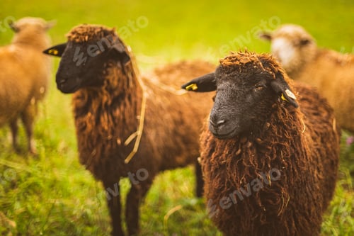 Preview: Brown wool , black-faced sheep grazing on a meadow in a herd. Farm with sheep concept