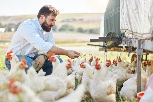 Preview: Man on farm, feed chicken and agriculture with poultry livestock and sustainability with organic ag