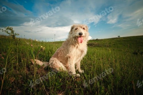 Preview: happy white dog in the nature shows the tongue. funny dog in the nature