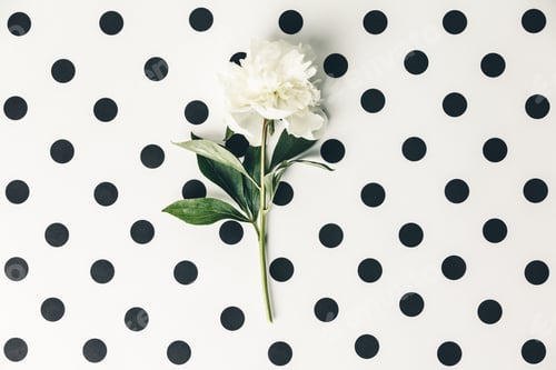 Preview: White Peony Flower on Black and White Pattern