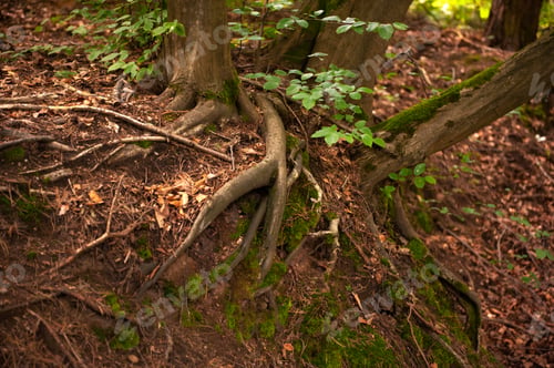 Preview: Green moss and fallen leaves covering ground near tree roots in forest