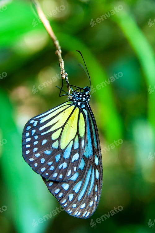 Preview: Close-up of a vibrant butterfly with blue and yellow wings perched on a twig in a lush green