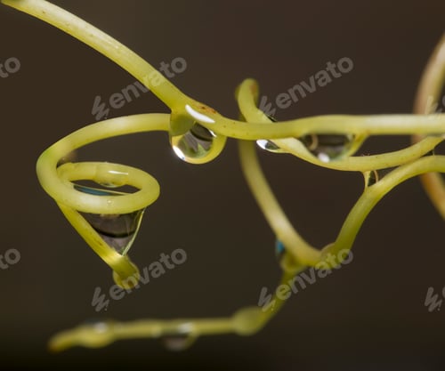 Preview: waterdrops catch by grapevines