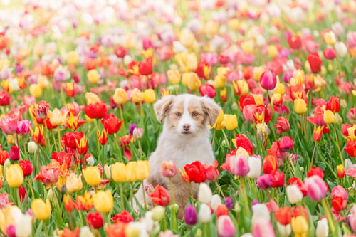 Preview: The Miniature American Shepherd puppy in tulips. Dog in flower field. Blooming. Spring