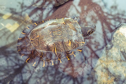 Preview: Sea turtle swimming in pond