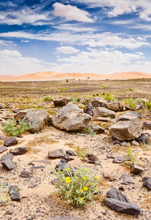 Preview: Blooming desert