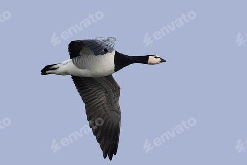 Preview: Barnacle goose (Branta leucopsis)