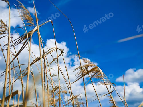 Preview: Dry grass over blue sky