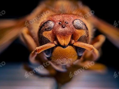 Preview: Macro shot of a bee on a dark background
