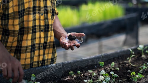 Preview: Farmers inspecting soil quality to ensure optimal conditions for healthy vegetable growth.