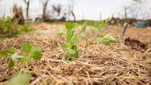 Preview: Organic garden backround. Planting fresh plants in natural soil