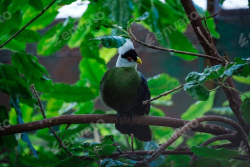 Preview: Beautiful tropical bird with a white head in the park
