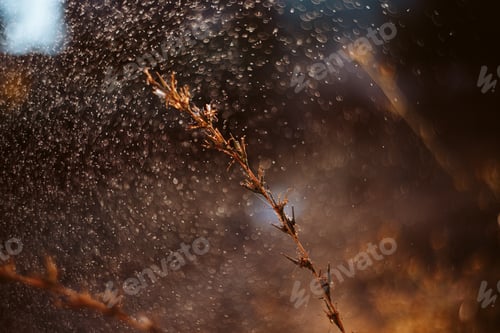 Preview: Long summer dry grass against a sunset. Nature background