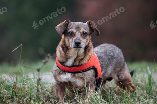 Preview: A happy domestic dog without a breed.