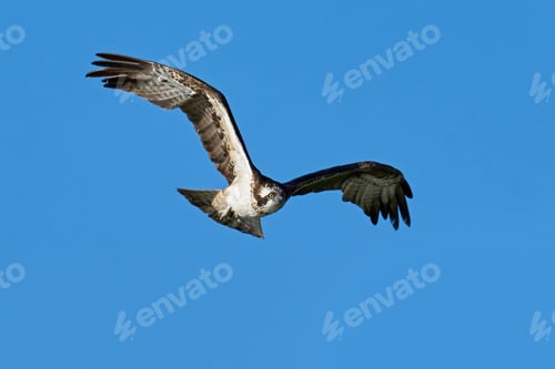 Preview: Osprey (Pandion haliaetus)