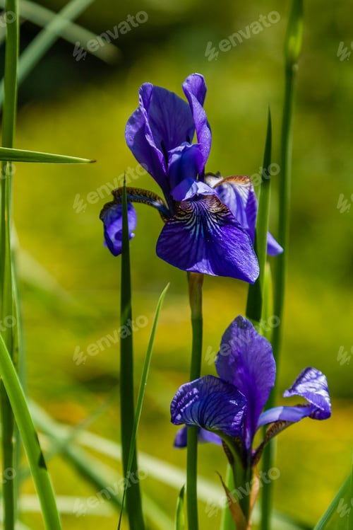 Preview: Beautiful violet irises under the sun light