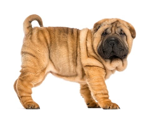 Preview: Side view of Shar pei puppy (11 weeks old) isolated on white