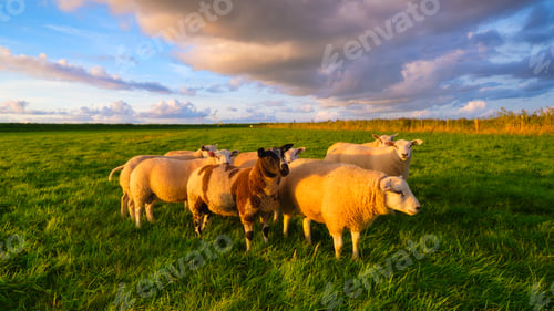 Preview: Sheep in a meadow during a bright sunset. Agriculture. Animals on the farm. Food production.