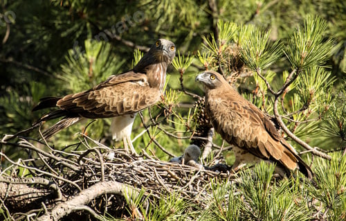 Preview: Two Birds of Prey with Chick in Nest