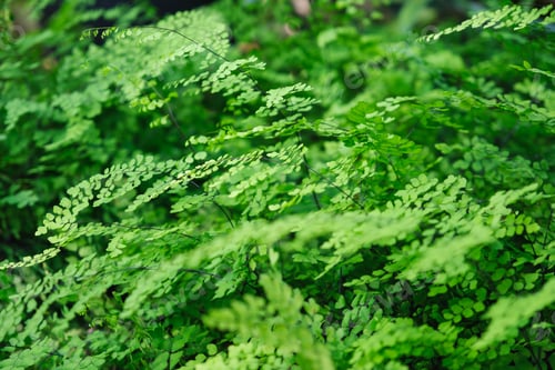 Preview: Closeup image of Brittle maidenhair fern or Adiantum tenerum in the garden