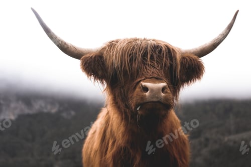 Preview: Scottish Highland Cow, Switzerland