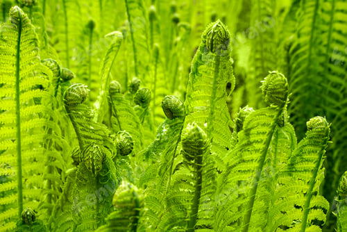 Vista previa: Beautiful young green fern grows in a forest in early spring