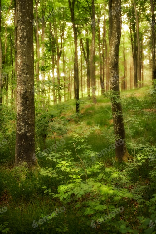Preview: The forest in springtime - Denmark
