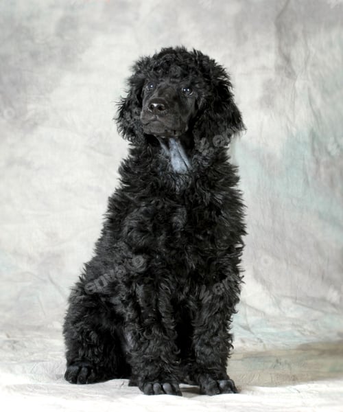Preview: poodle, dog, puppy, pets, dogs
