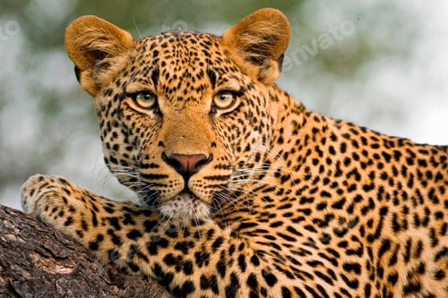 Preview: A leopard's head and front leg, Panthera pardus, lying on a tree branch, alert, ears forward