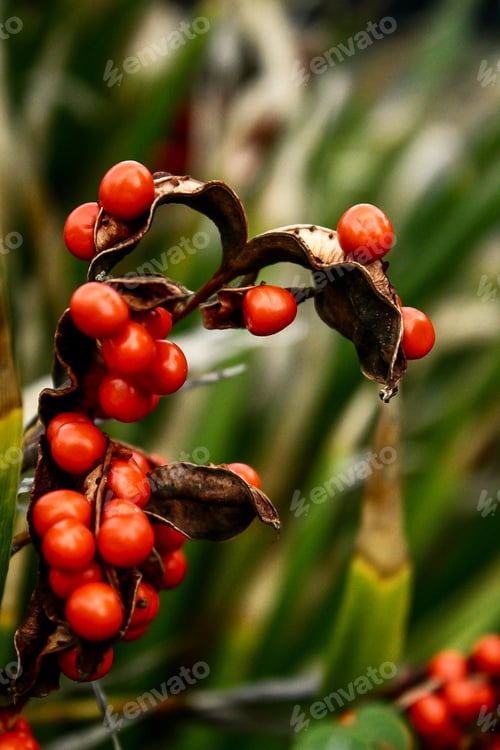 Preview: close up image of ripe tomatoes on wooden sticks with green leaves