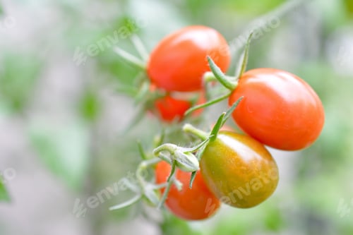 Preview: Fresh tomato from vegetable garden