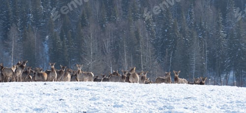 Preview: Deer farm