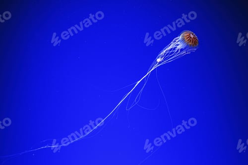 Preview: macro photography underwater northern sea nettle or brown jellyfish jellyfish
