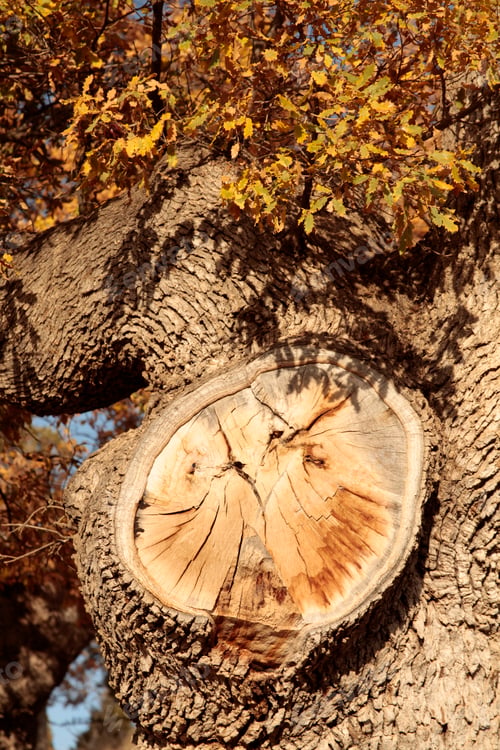 Preview: Tree