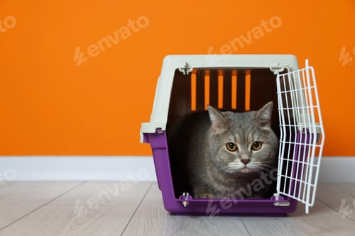 Preview: Travel with pet. Cute cat in carrier on floor near orange wall indoors, space for text