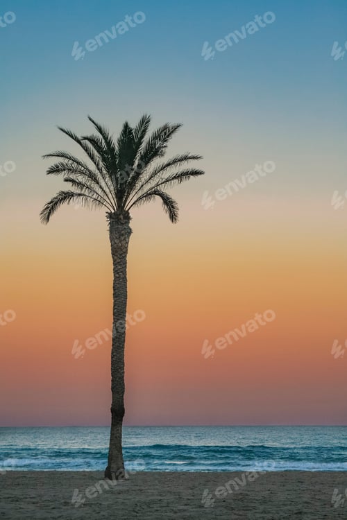 Vorschau: Landschaft einer Palme am Strand bei Sonnenuntergang