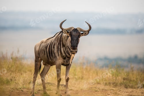 Preview: The Gnu
