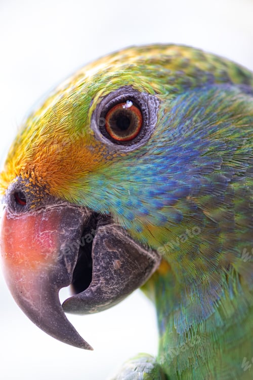 Preview: Blue cheeked amazon Parrot Amazona dufresniana