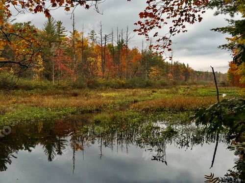 Preview: Wetlands