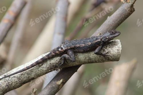 Preview: Small reptile is perched on a branch of a tree in a rural landscape