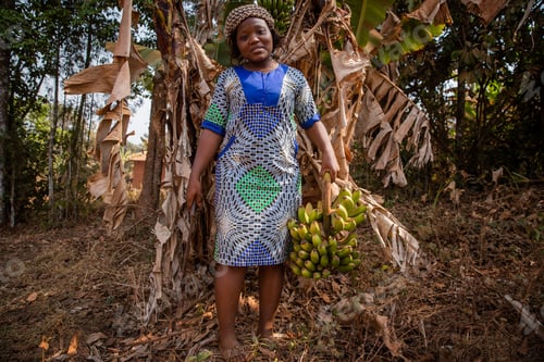 Preview: African farmer on a banana plantation cuts a bunch of bananas with an ax.Happy Female farmer at work