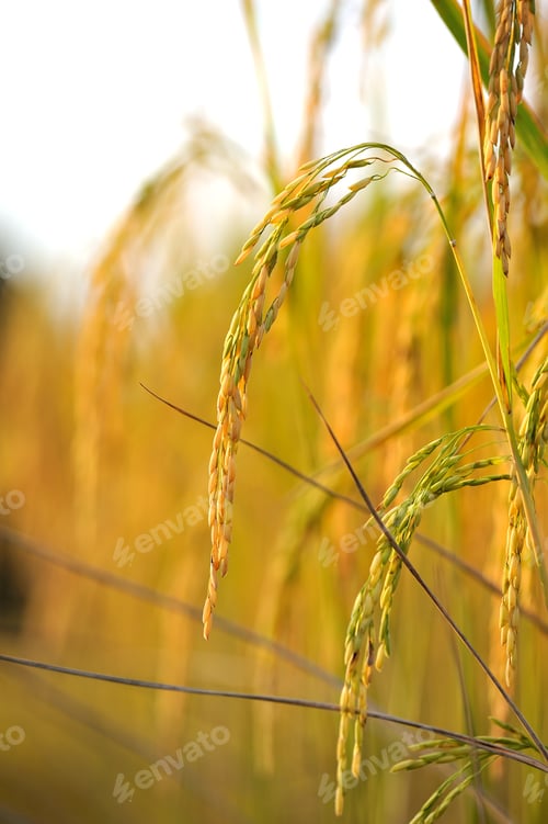 Preview: Rice field