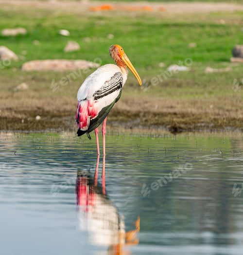 Preview: Majestic Painted Stork (Mycteria leucocephala) perched in shallow water